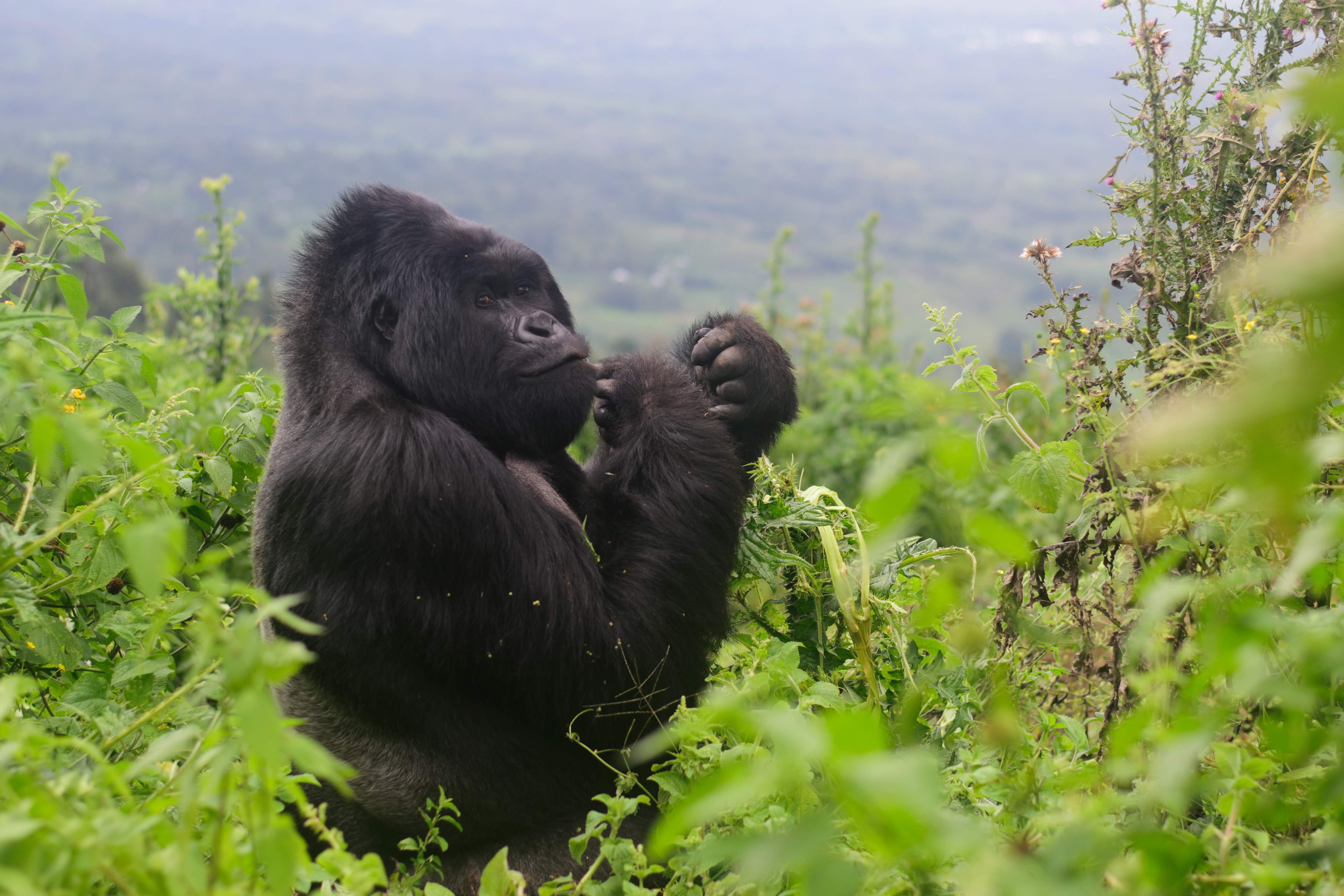 silverback gorilla