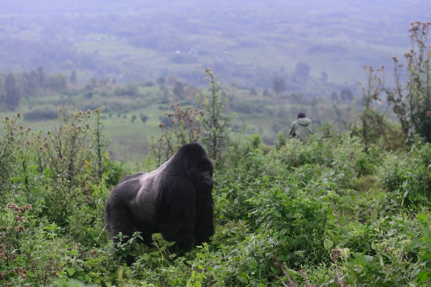 silverback congo gorilla trek